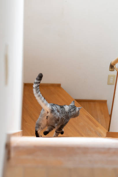 istock Rear view of a cat going down the stairs 2116858319