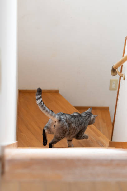 istock Rear view of a cat going down the stairs 2116858333