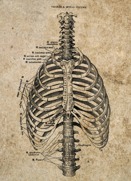 istock Thorax and Spinal Column, Vintage Biomedical Illustration, Victorian anatomical drawing, 19th Century 2116858891