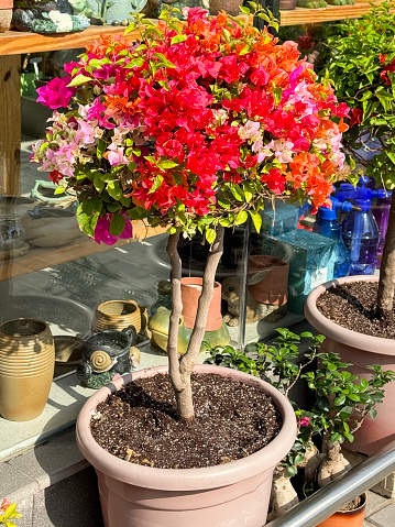 Stock photo showing close-up view of multi-coloured bougainvillea plant at a garden centre, being sold with roots potted in plastic pot. These exotic bougainvillea flowers and colourful bracts are popular in the garden, often being grown as summer climbing plants / ornamental vines or flowering houseplants, in tropical hanging baskets or as patio pot plants.