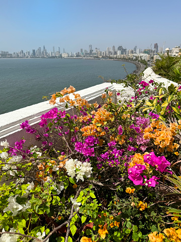 Stock photo showing Marine Drive C-shaped promenade and concrete, seawall defence, Mumbai, India viewed from rooftop garden.