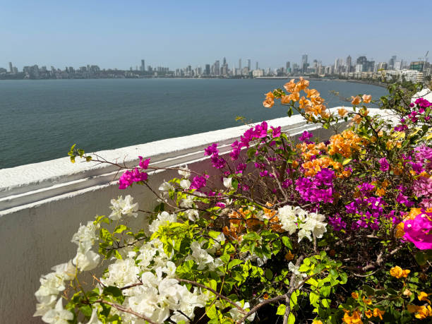 Stock photo showing Marine Drive C-shaped promenade and concrete, seawall defence, Mumbai, India viewed from rooftop garden. imagen de primer plano de brácteas tropicales de flores de buganvillas de color rosa brillante, naranja y blanco que crecen en el macizo de flores en el jardín de la azotea, paseo marítimo en forma de c de marine drive y hormigón, defensa del malecón,