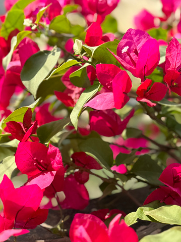 Stock photo showing close-up view of pretty bright pink bougainvillea flowers bracts in sunshine. These exotic pink bougainvillea flowers and colourful bracts are popular in the garden, often being grown as summer climbing plants / ornamental vines or flowering houseplants, in tropical hanging baskets or as patio pot plants.