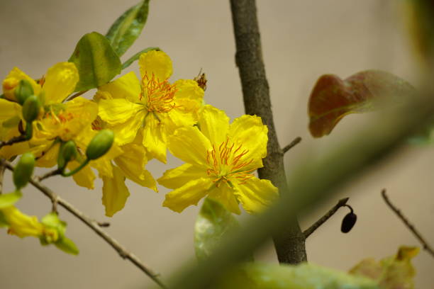 Close-up of Ochna integerrima flower blooming on a tree