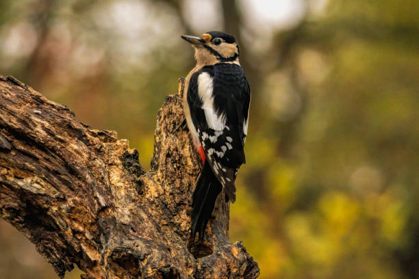 istock Great Spotted Woodpecker on branch 2116871533