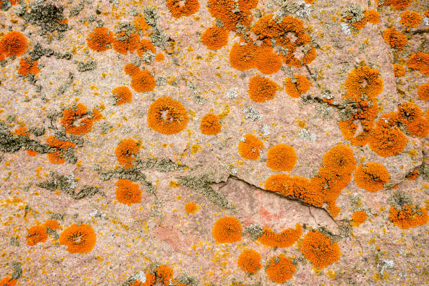 Close-up of red lichen on a stone.