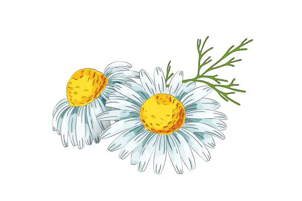 Vector illustration of Chamomile flowers. Color vector illustration