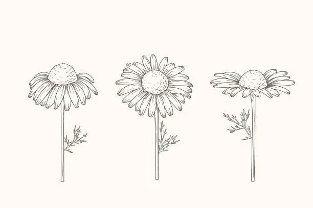 Vector illustration of Chamomile flowers. Camomile medicinal plant, herbal medicine and ingredient for tea or natural skincare beauty products.