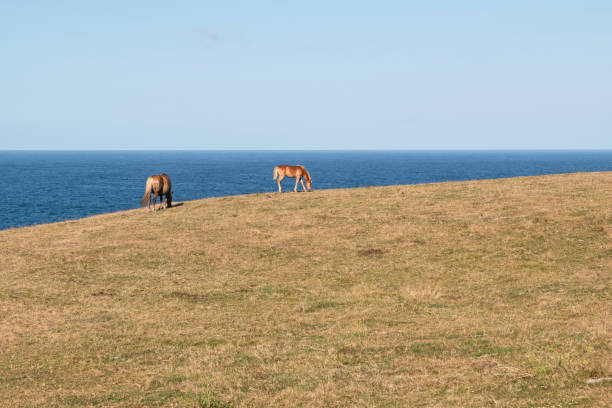 istock Horses grazing in summer by the sea 2116892643