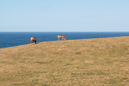Horses grazing in summer by the sea