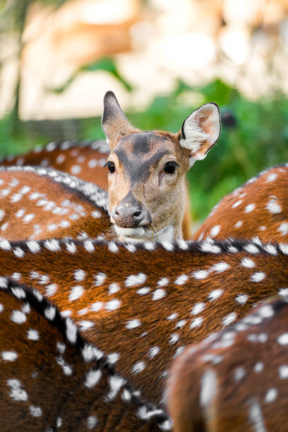 istock Sika deer in nature. Animals in close-up. 2116898351
