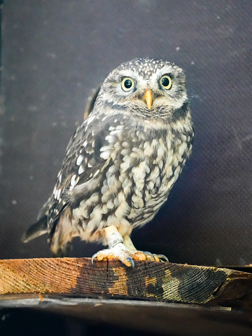 Portrait of a little owl. Bird in close-up. Athene noctua. Owl of Athena, owl of Minerva.