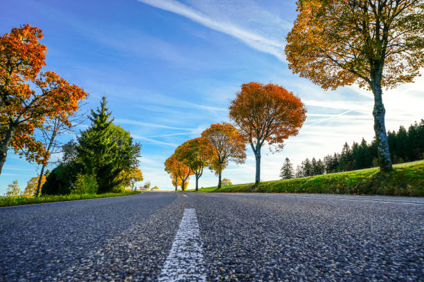 Road in the Black Forest in autumn.