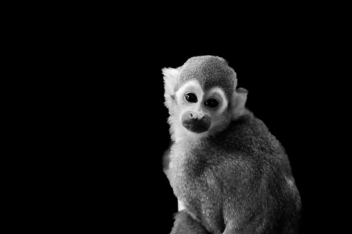 Portrait of a squirrel monkey. Animal close-up against a black background. Saimiri.