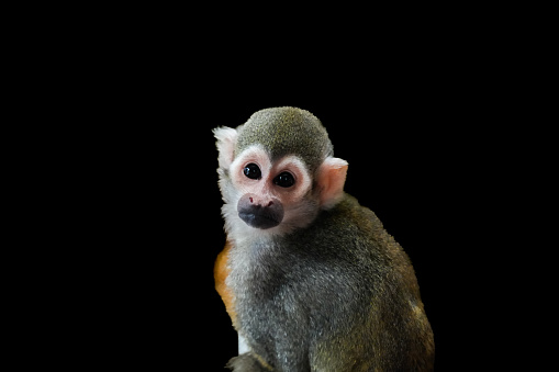 Portrait of a squirrel monkey. Animal close-up against a black background. Saimiri.