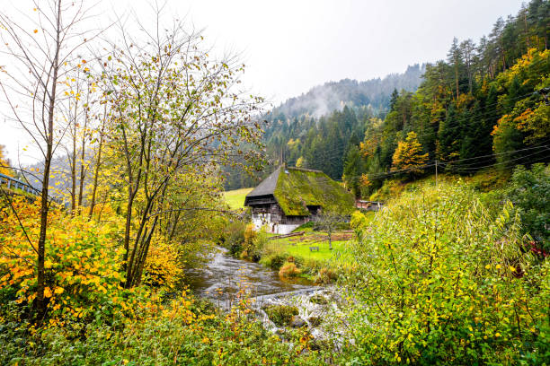 Abandoned old Black Forest farm with the surrounding nature.