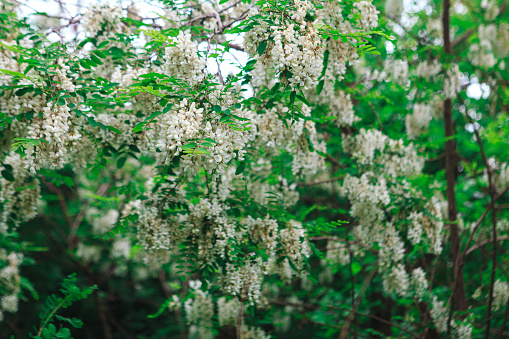 A lush flowering tree in spring