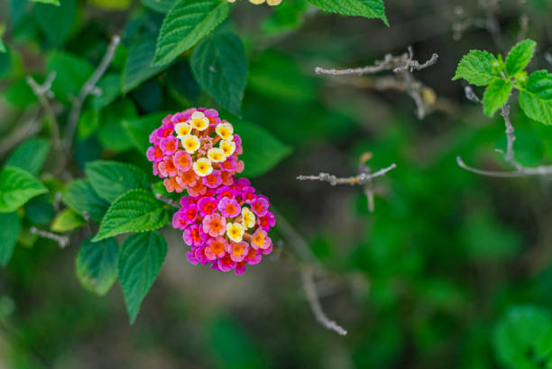 Flowers close-up in spring garden