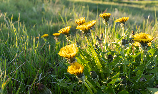 dandelion field, common andelion, edible young leaves therapeutic root