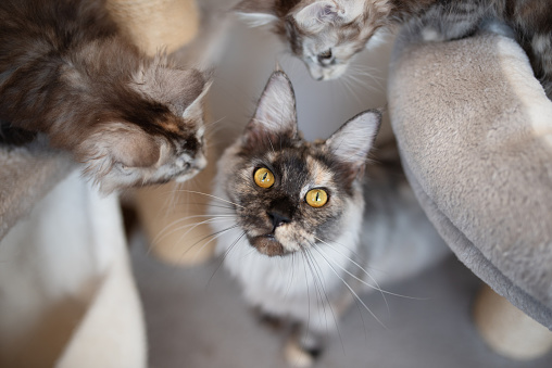 Photo portrait of Main Coon with Persian Mixed breed cat close up , It have gray with white color sit on the floor and looking something by interesting
