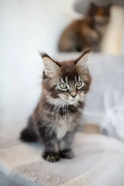 Photo of Cute Maine Coon kitten at home