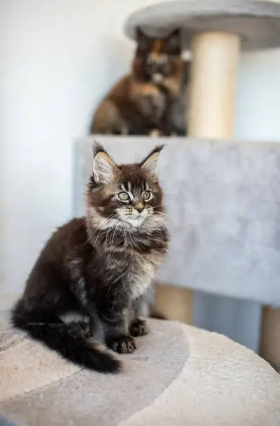 Photo of Cute Maine Coon kitten at home