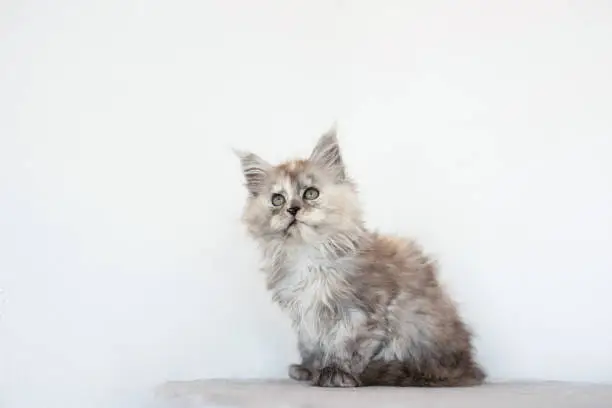 Photo of cute Maine Coon kitten on a light background