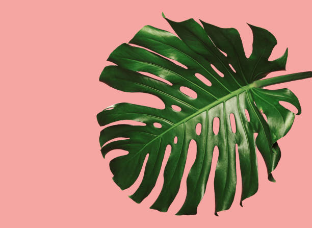 istock Monstera Deliciosa Leaf Against Pink Background 2116936318