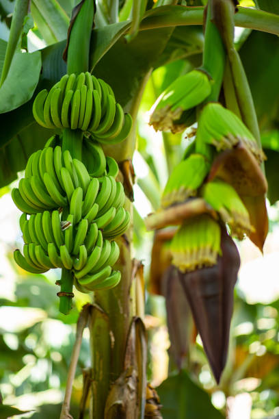 Green bananas growing on trees. Green tropical banana fruits close-up on banana plantation, Cambodia. Green tropical banana fruits close-up on banana plantation, Cambodia plantain banana banana tree tropical climate stock pictures, royalty-free photos & images