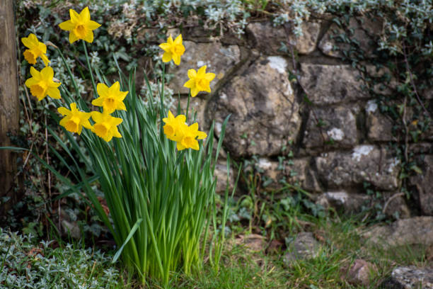 flowers on the rock