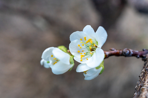 Plum blossoms