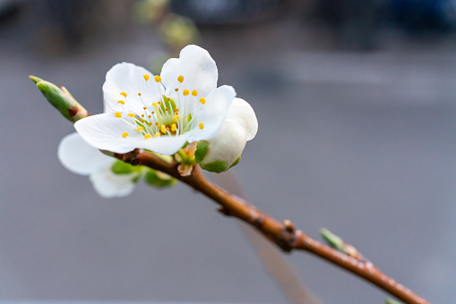 Plum blossoms