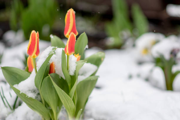 nature. tulip flower growing in snow in early spring garden