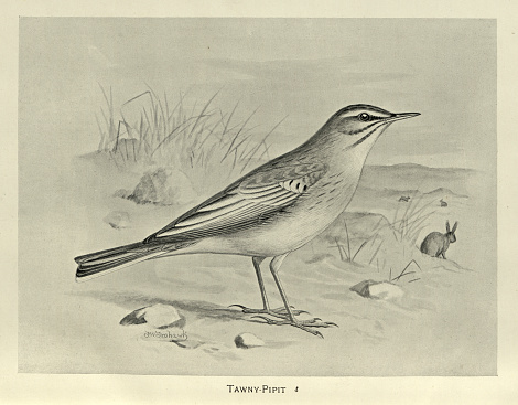 Vintage illustration Tawny pipit Anthus campestris is aa medium-large passerine bird