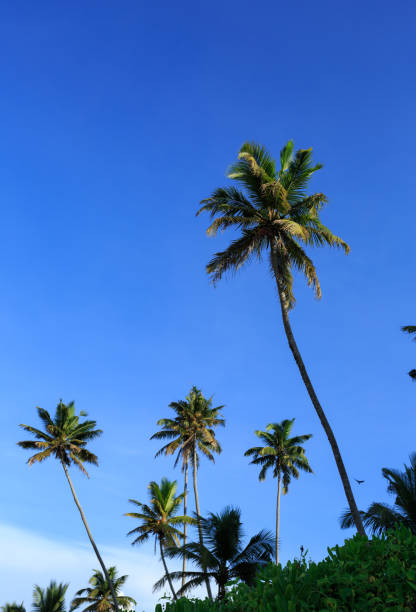 closeup of coconut trees under blue sky