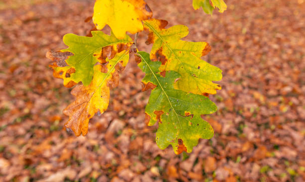 istock Autumn oak leaves in the park. Nature. 2116969603