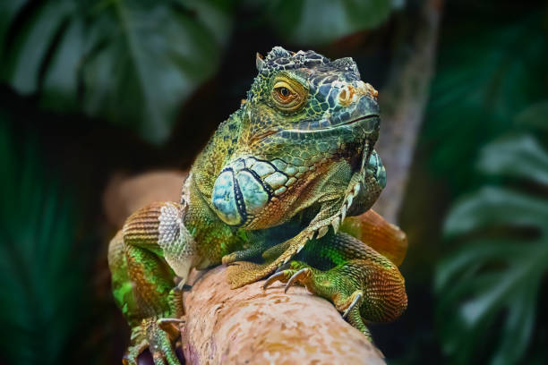 green iguana on tree branch. green dragon