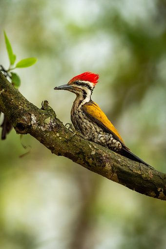Himalayan flameback or goldenback woodpecker or three toed woodpecker or Dinopium shorii male bird perch in natural scenic green background pilibhit national park uttar pradesh india asia