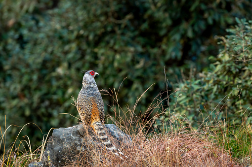 cheer pheasant or Catreus wallichii or Wallichs pheasant portrait during winter migration perched on big rock in natural scenic green background in foothills of himalaya forest uttarakhand india asia