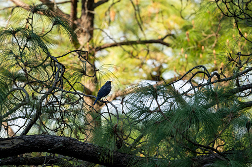 Blue whistling thrush or Myophonus caeruleus bird perched high on pine tree at foothills of himalaya uttarakhand india asia