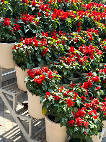 Stock photo showing close-up view of metal tiered plant stand displaying rows of bright red Scarlet Sage (Salvia splendens) flowers in white plant pots standing on a paved sidewalk.
