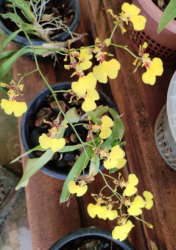Oncidium is a genus from orchid family Orchidaceae. Common names are dancing lady and golden shower orchid. They are characterized by large quantities of small to medium flowers borne on branched stem