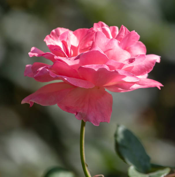 Pink rose in the park in nature.