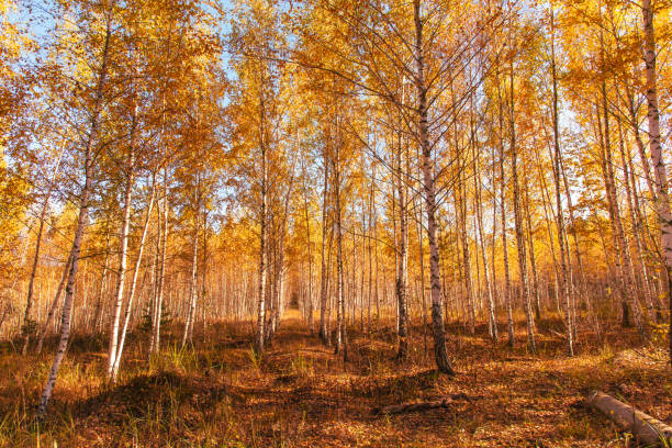 istock Young birch forest in autumn. Nature 2116989042