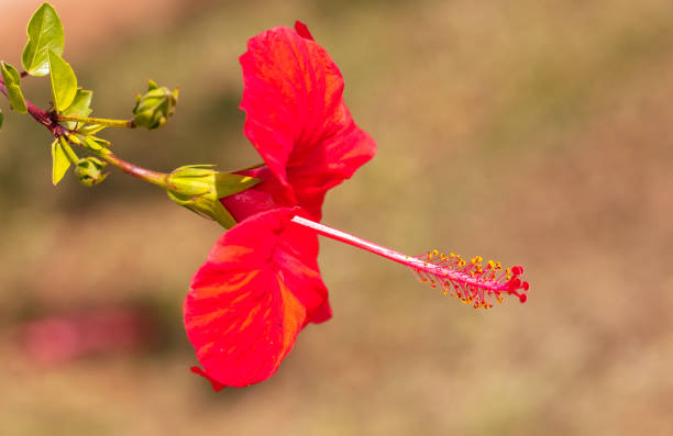 Red flowers on plants in nature.