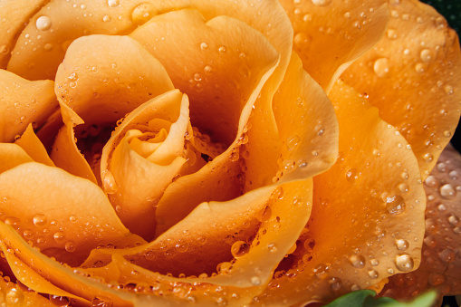 A yellow rose sprinkled with dewdrops