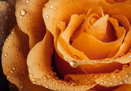 A yellow rose sprinkled with dewdrops
