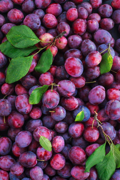 fresh ripe autumn plums on dark background, top view - plum red black food ストックフォトと画像