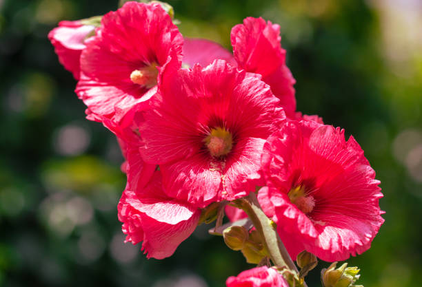 istock Red flowers on plants in nature 2116998101