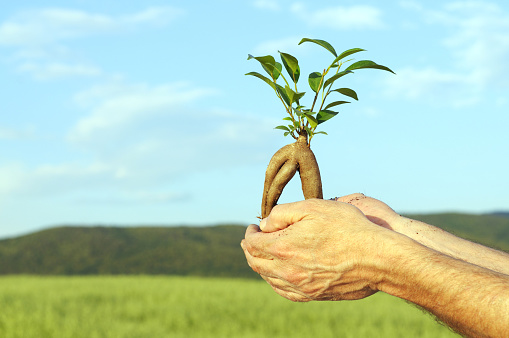 Hands with plant